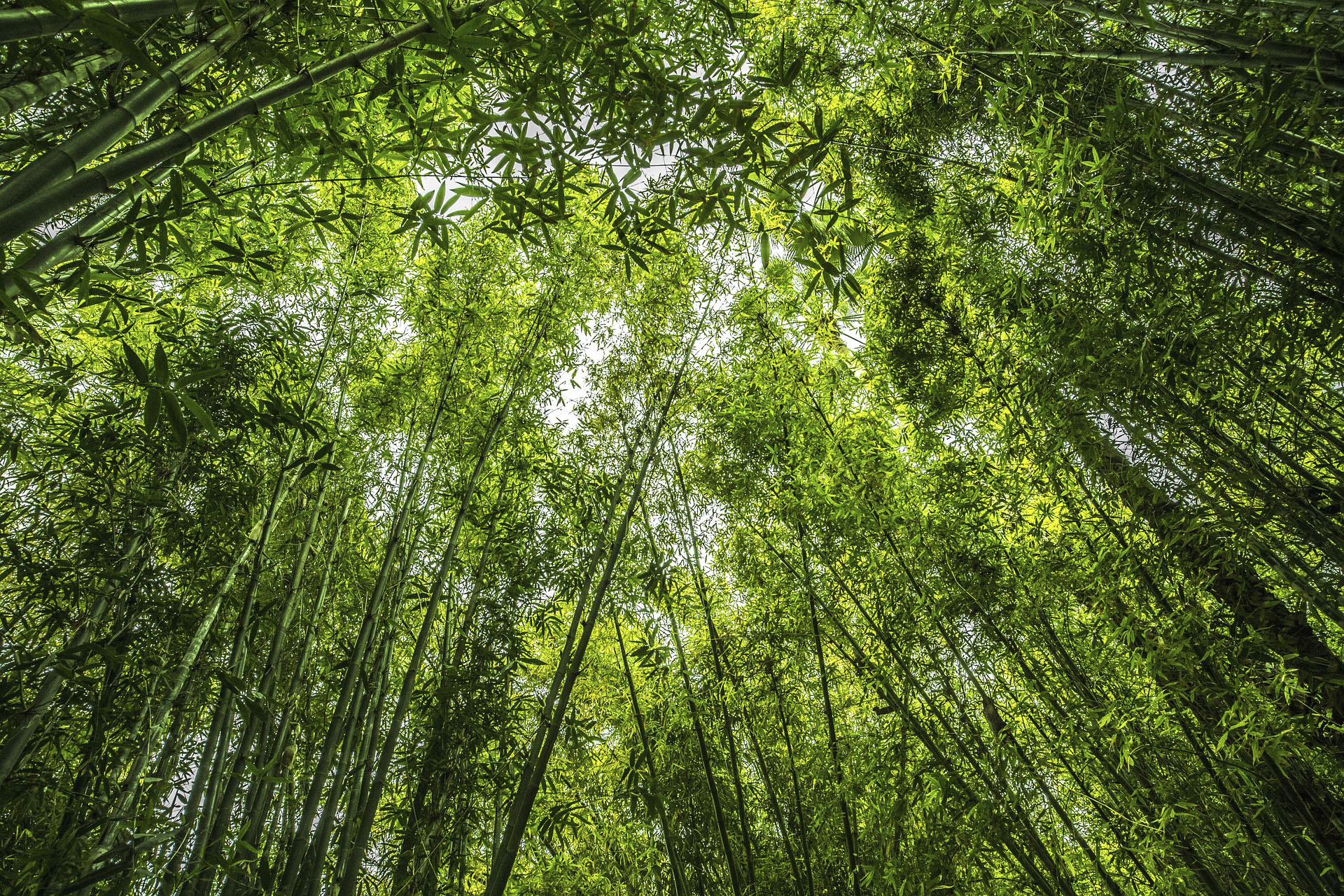 bosuqe-de-bambu-sostenible