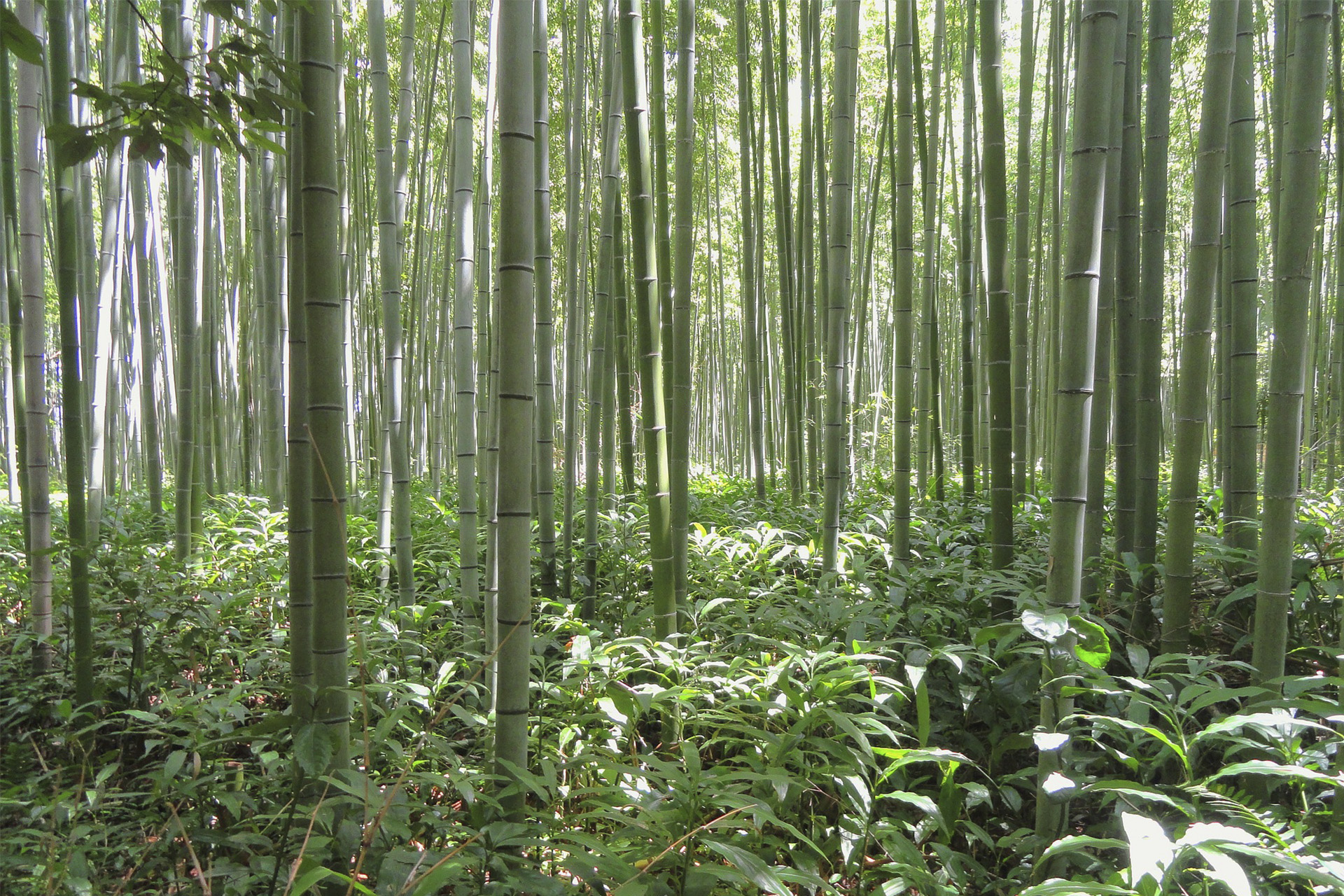 bosque de bambú